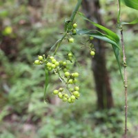 Flagellaria indica L.